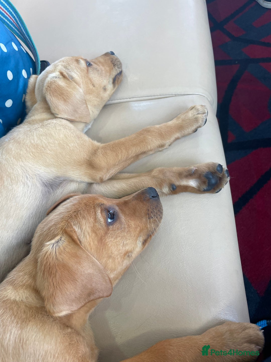 Labrador Retriever dogs for sale: 2 Labradors Boy Pups Red/Yellow - Image 5