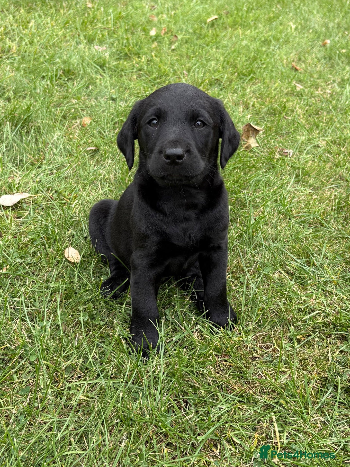 Labrador Retriever dogs for sale: Black & Fox Red KC Labradors - Advert 2