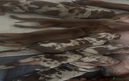 Miniature Dachshund dogs for sale: True Miniature Dachshund puppies  - Image 2