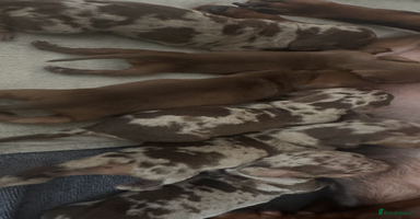 Miniature Dachshund dogs - Advert 5