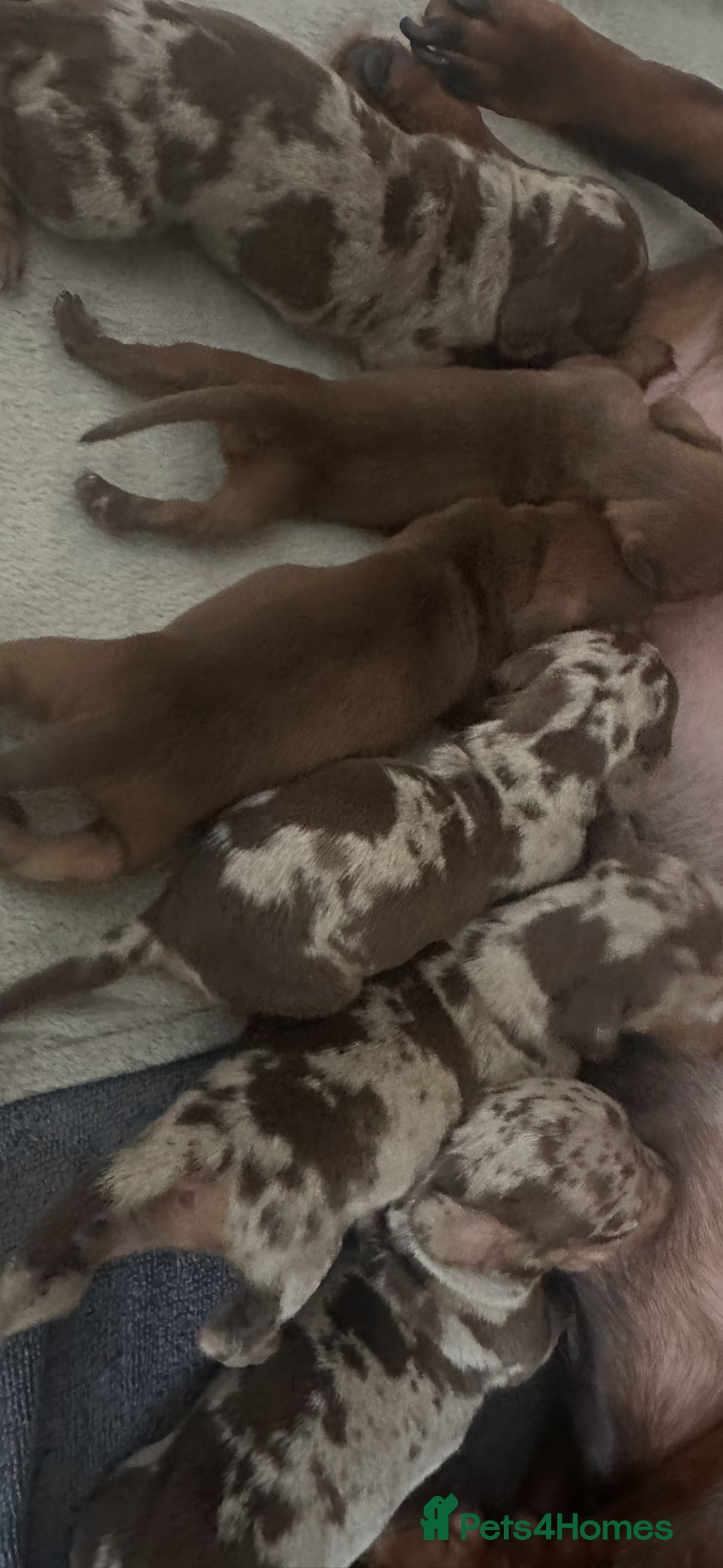 Miniature Dachshund dogs for sale: True Miniature Dachshund puppies  - Image 2