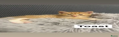 Domestic Shorthair Kitten 1