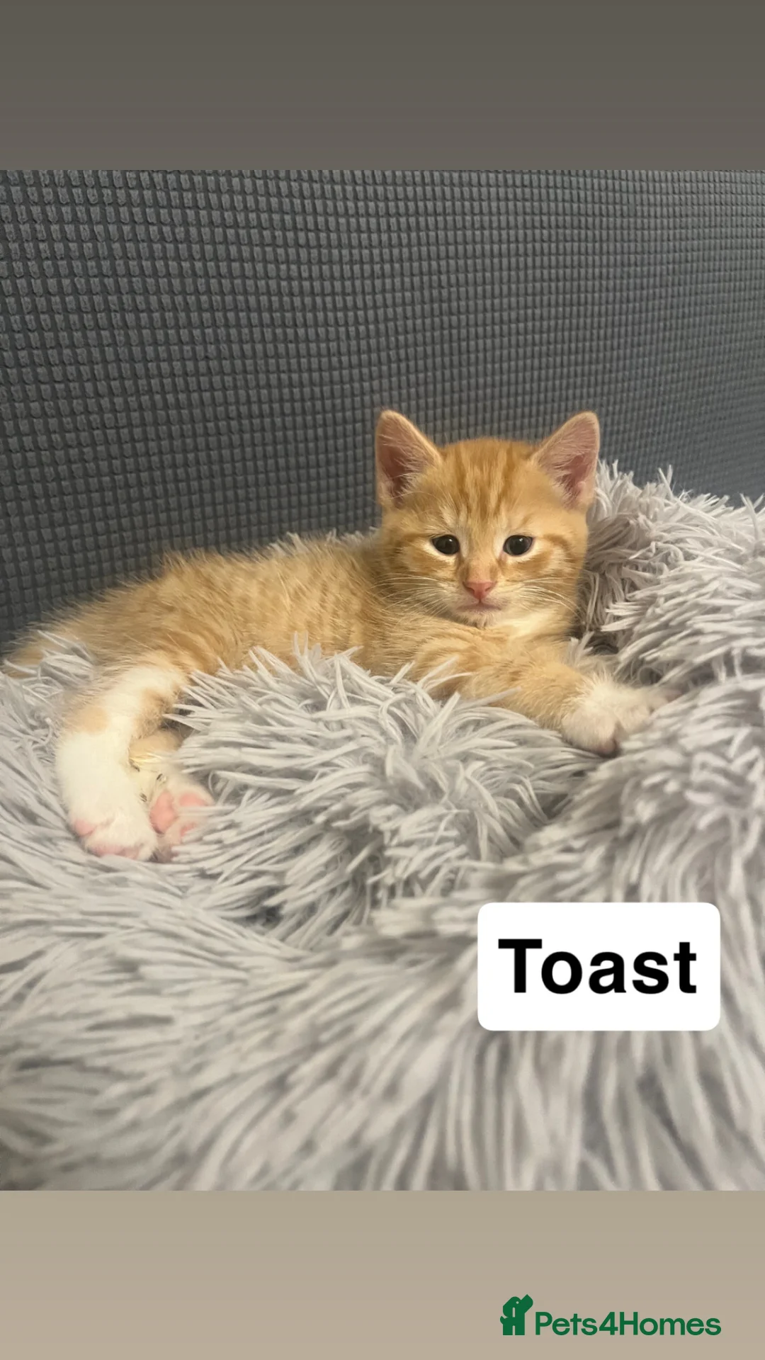 Domestic Shorthair cats for sale: BEAUTIFUL KITTENS - Advert 7