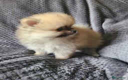 Pomeranian dogs for sale: Pomeranian puppies Ready Now. 1 white Male LEFT!! - Image 15