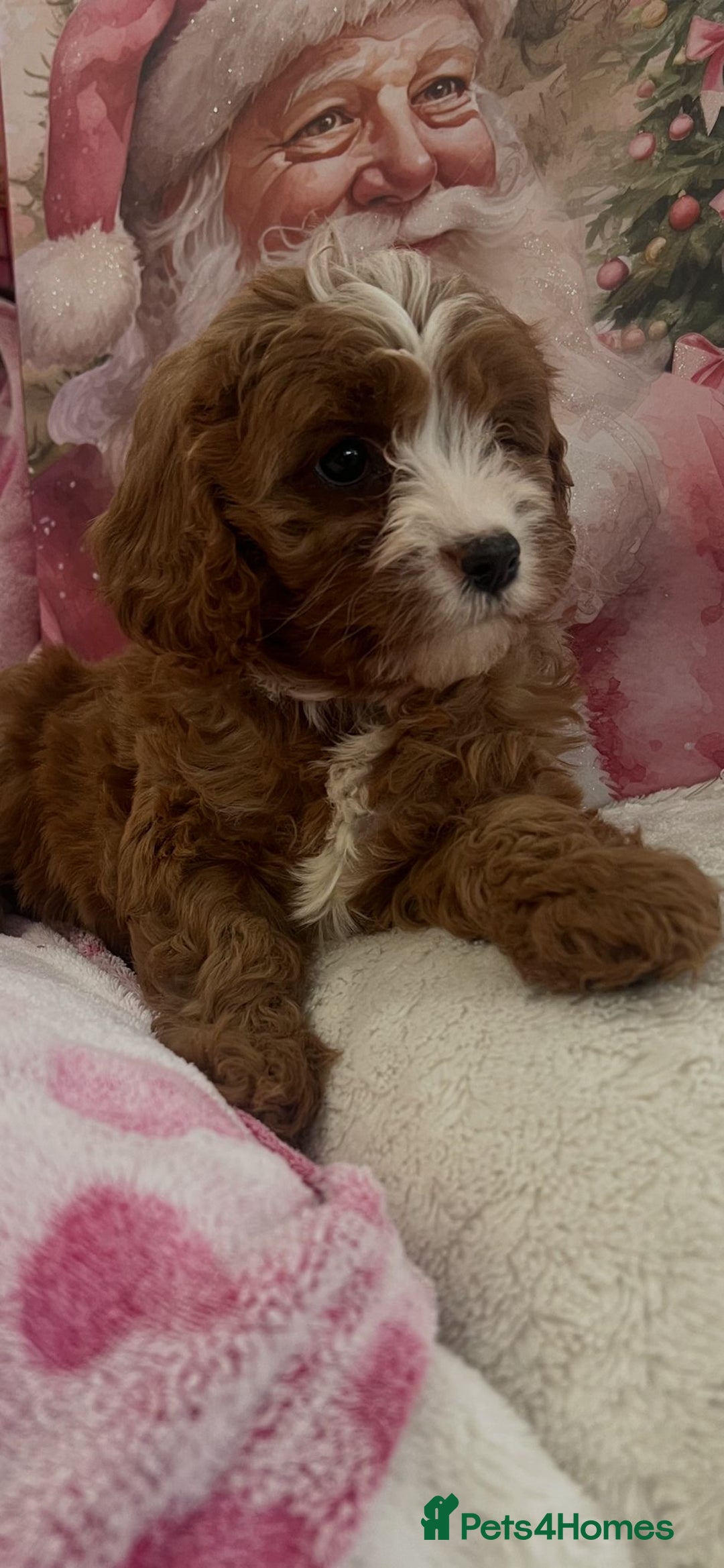 Cavapoo dogs for sale: Cavapoo puppies ready now 🏡 - Advert 17