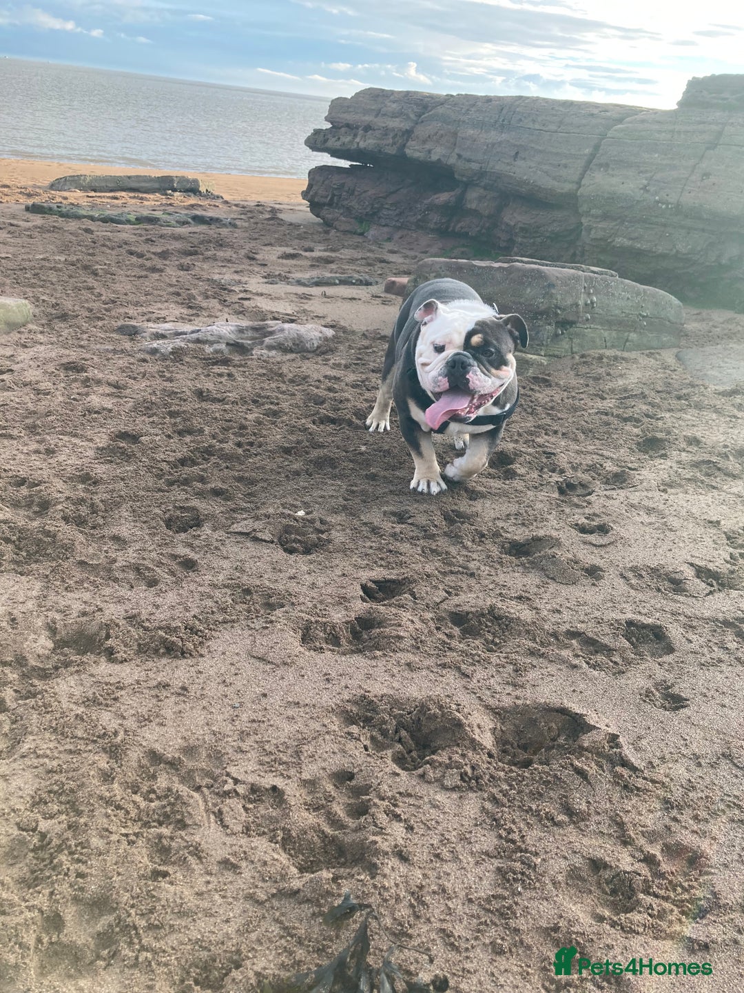 English Bulldog dogs for sale: Looking for new FOREVER home🏡 - Advert 11