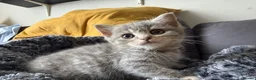 Scottish Fold cats for sale: Scotish fold cross Scottish straight adorable🥰 😻 - Advert 15