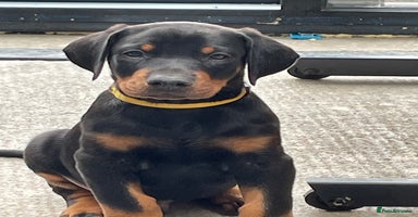 Dobermann dogs - Advert 4