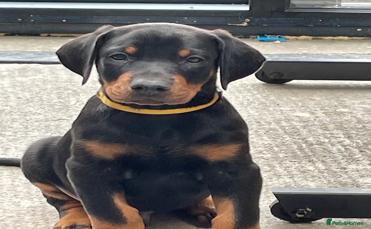 Dobermann dogs - Advert 1