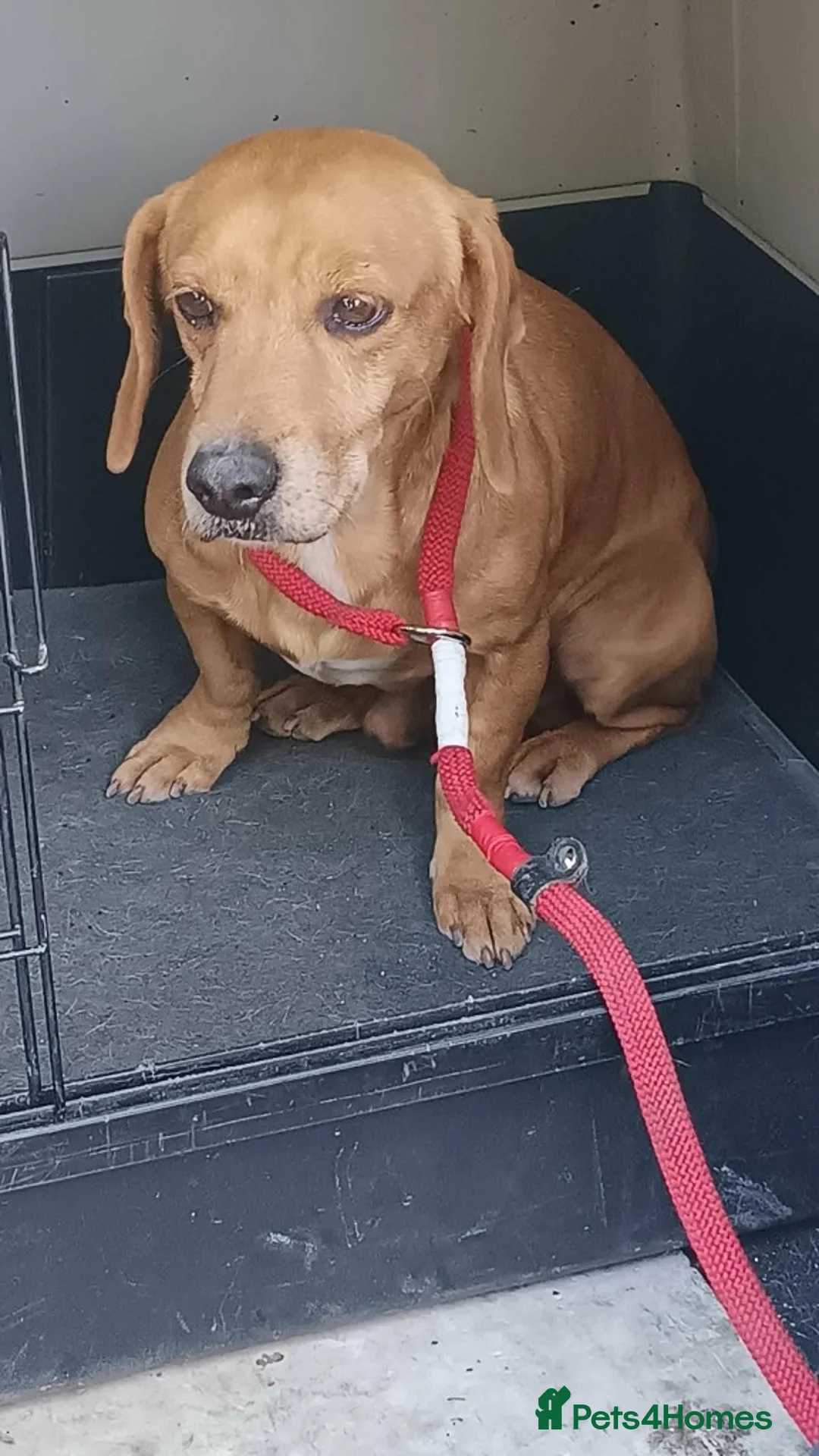Mixed Breed dogs for adoption: Marley - Advert 2