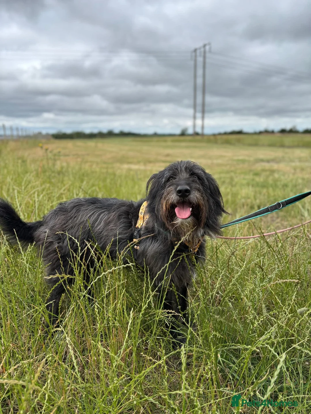 Mixed Breed dogs for adoption: Herbie 💚 Female-only home needed! - Advert 9