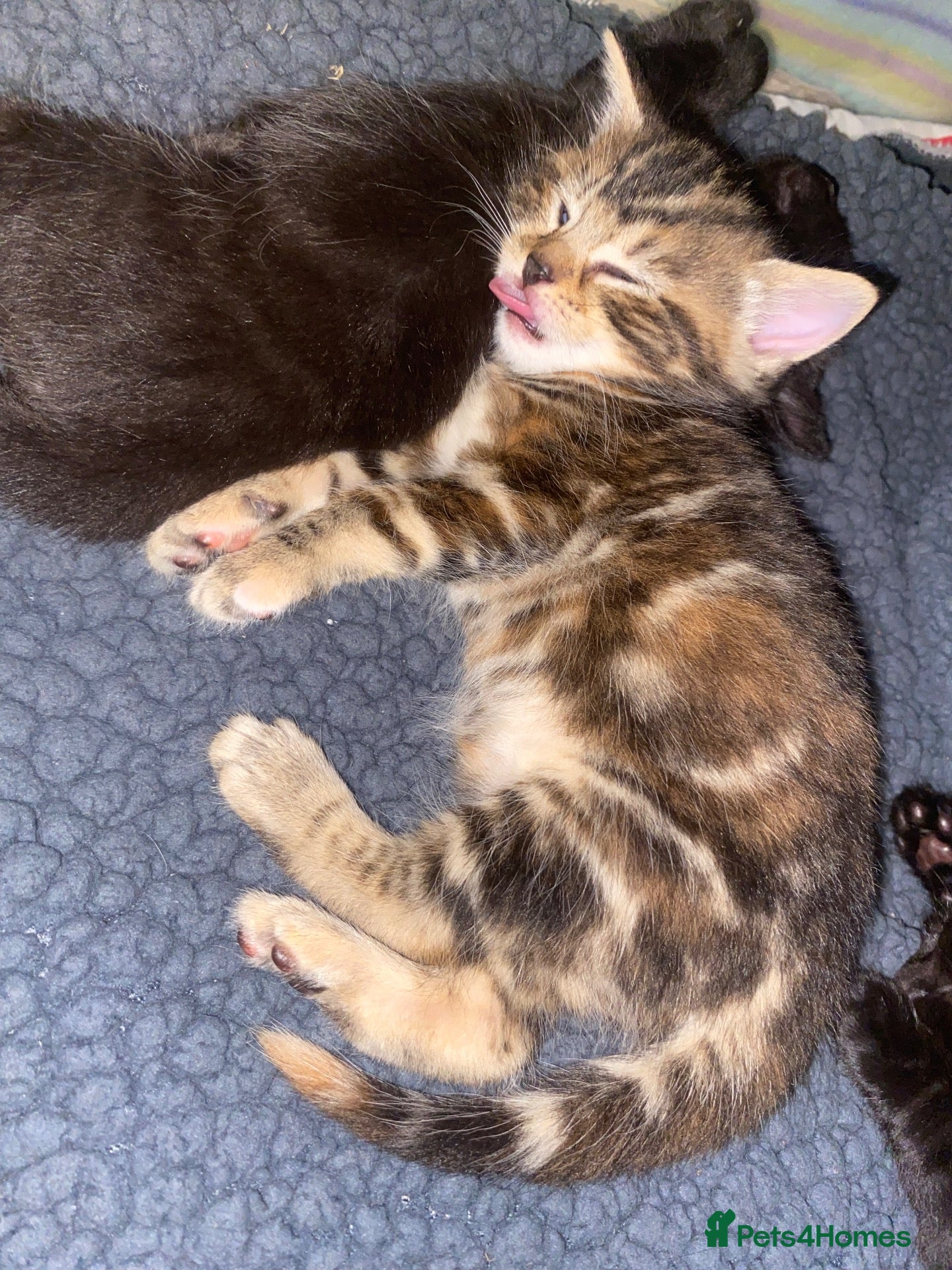 Bengal cats for sale: Bengal ASH x Bombay  - Advert 1
