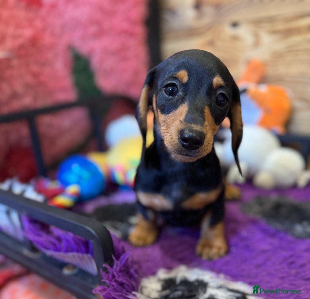 Miniature Dachshund dogs for sale: ✨ Adorabla Mini Kc PRA clear ready now  ✨✨ - Image 25
