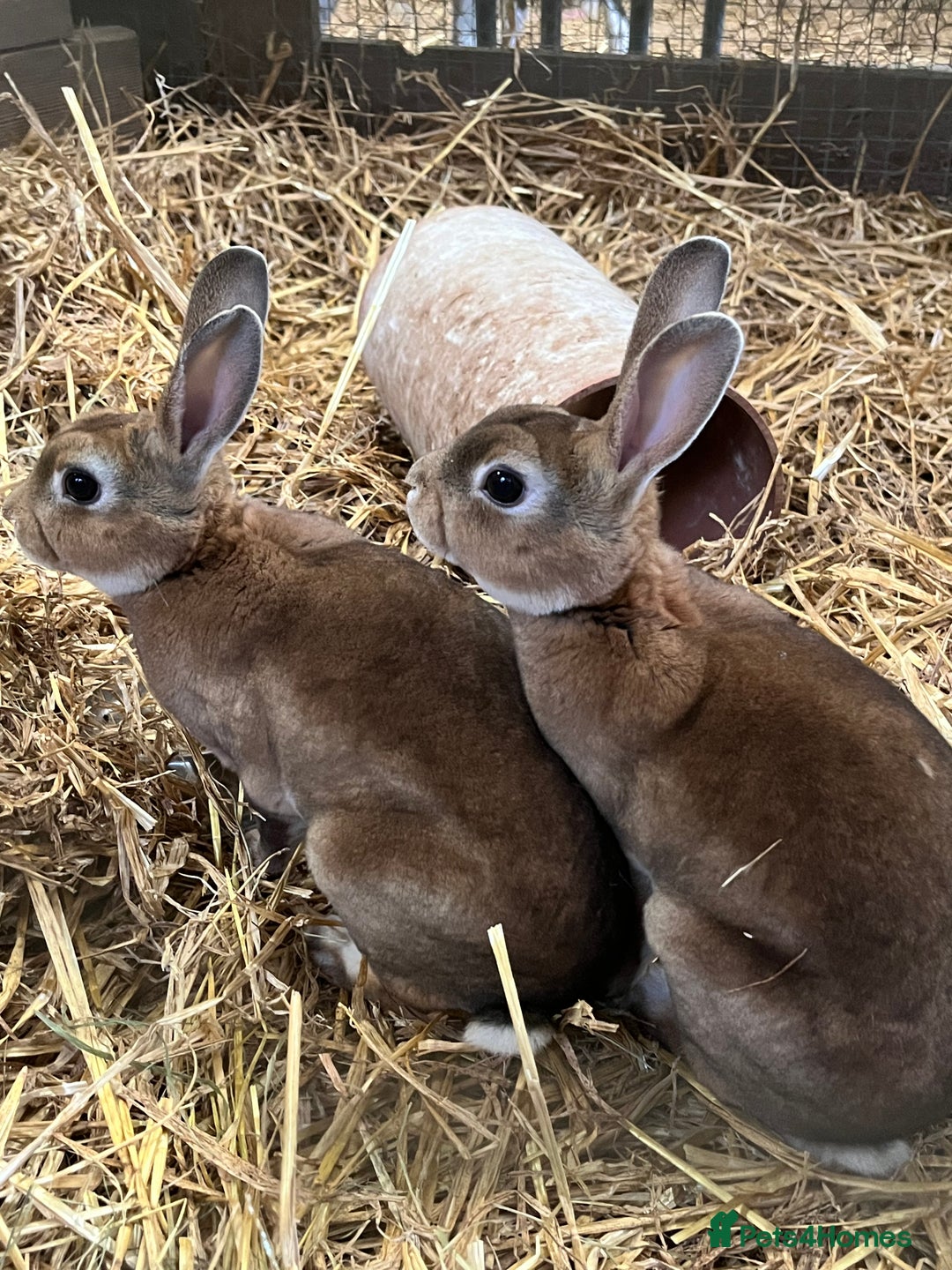 Rex rabbits for sale: Male re **   - Advert 2