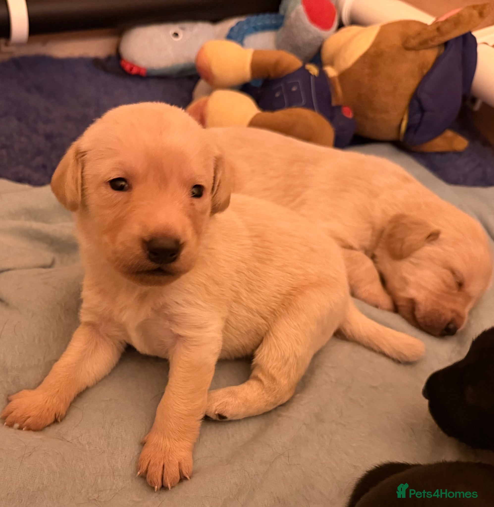 Cockerdor dogs Cockador Puppies 🐾 - Advert 4