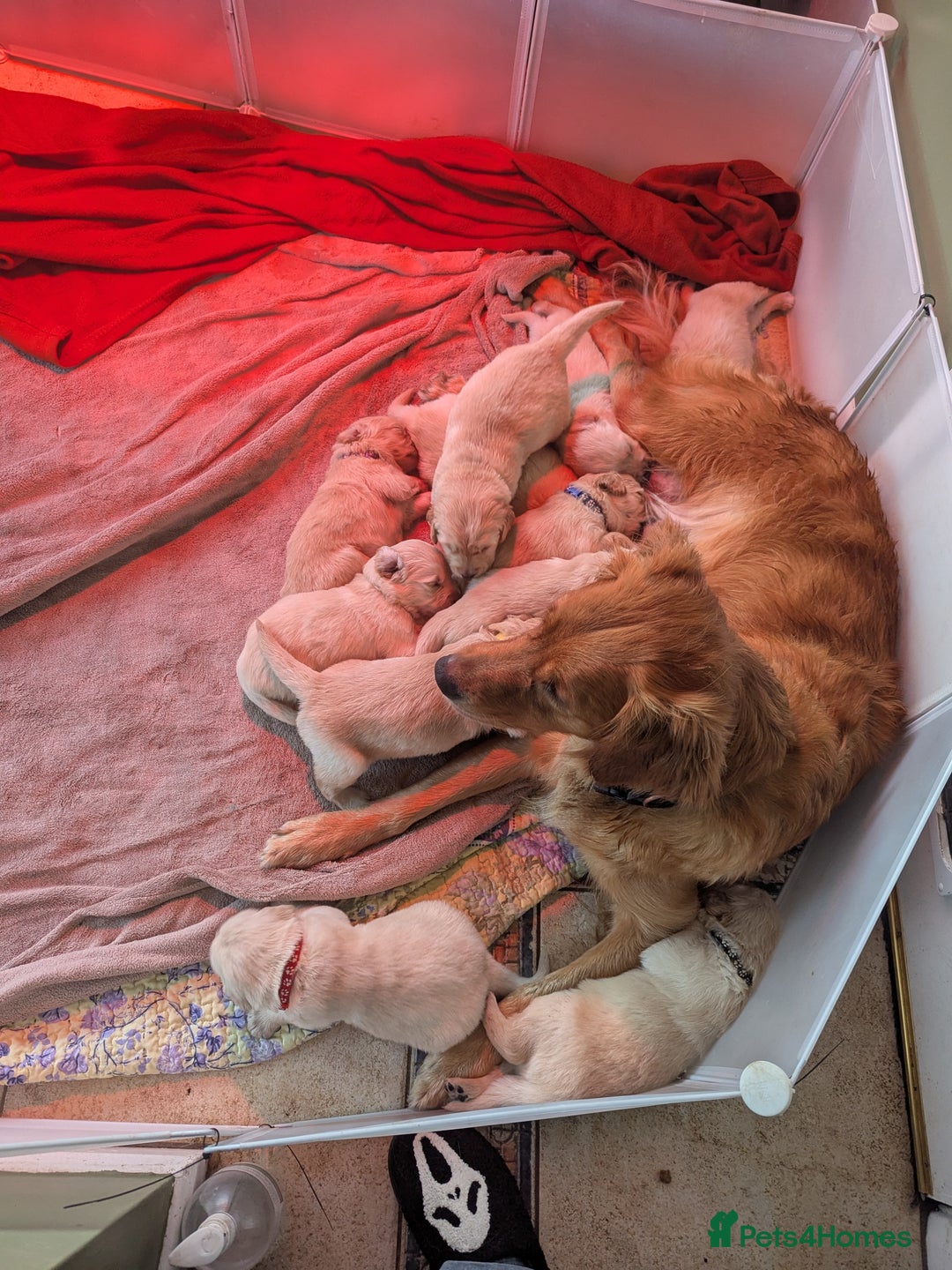 Golden Retriever dogs for sale: Chunky golden pups - Advert 2