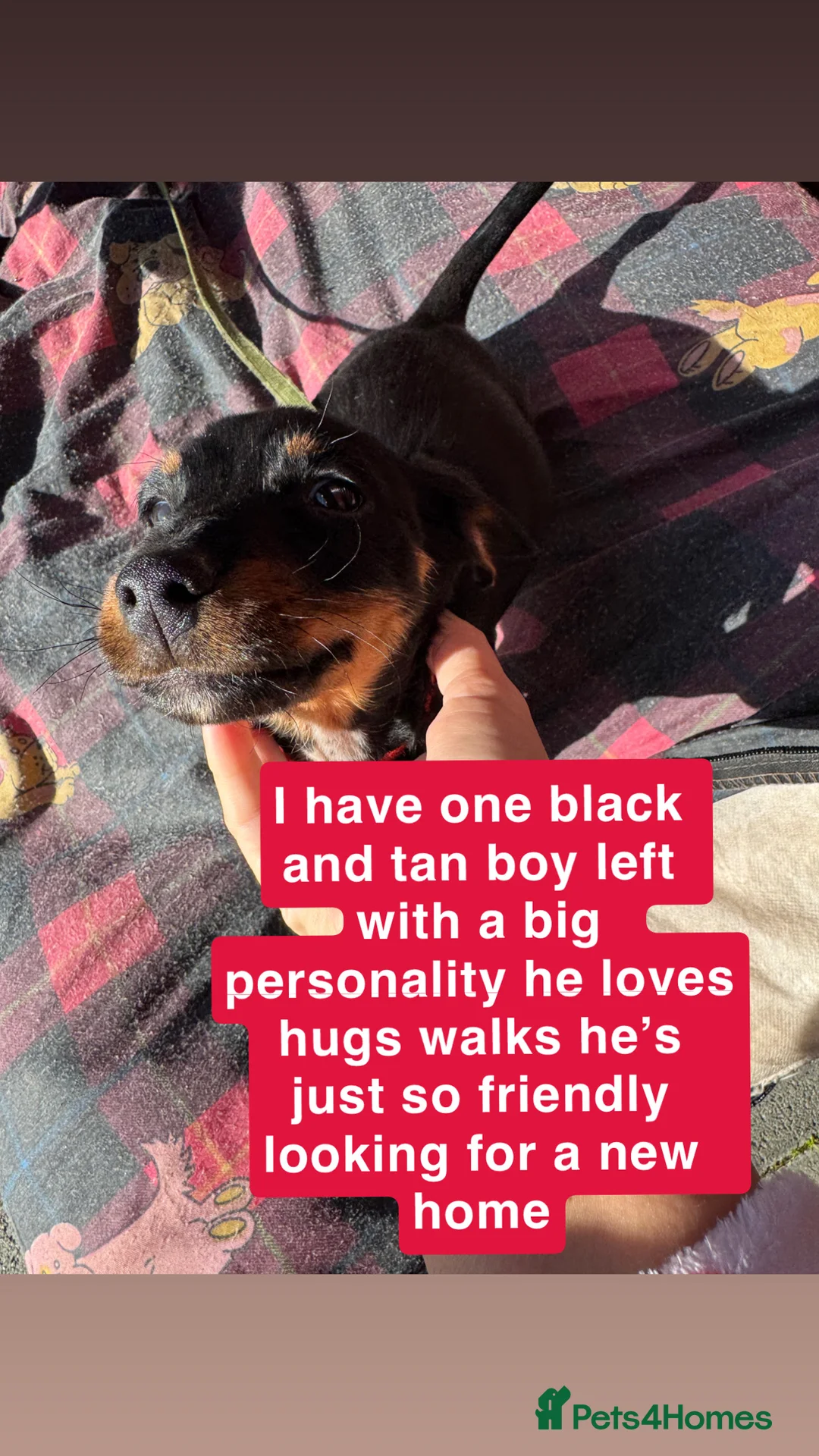 Miniature Dachshund dogs for sale: Miniature dachshunds one boy left Black and Tan   - Advert 2