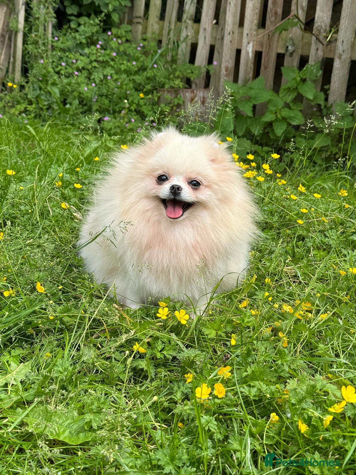 Pomeranian dogs Pomeranian Female for Sale – 3 Years Old - Advert 1