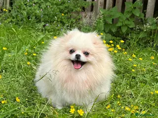 Pomeranian dogs Pomeranian Female for Sale – 3 Years Old - Advert 1