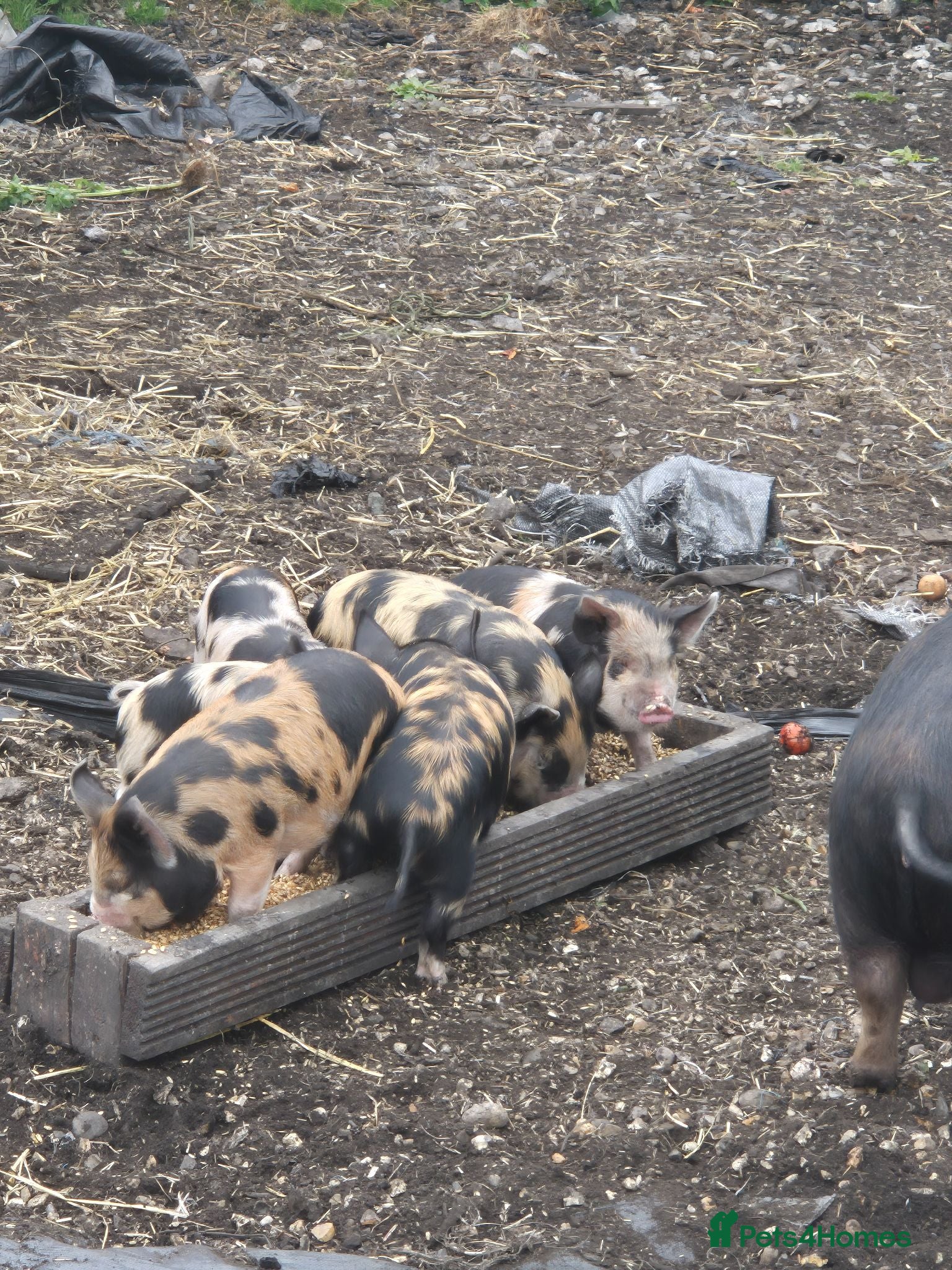 Pig livestock for sale: Juliana x kunekune piglets - Advert 1
