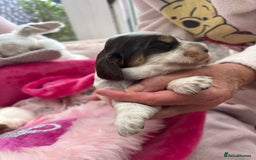 Cocker Spaniel dogs for sale: Outstanding show cocker pups - Image 20