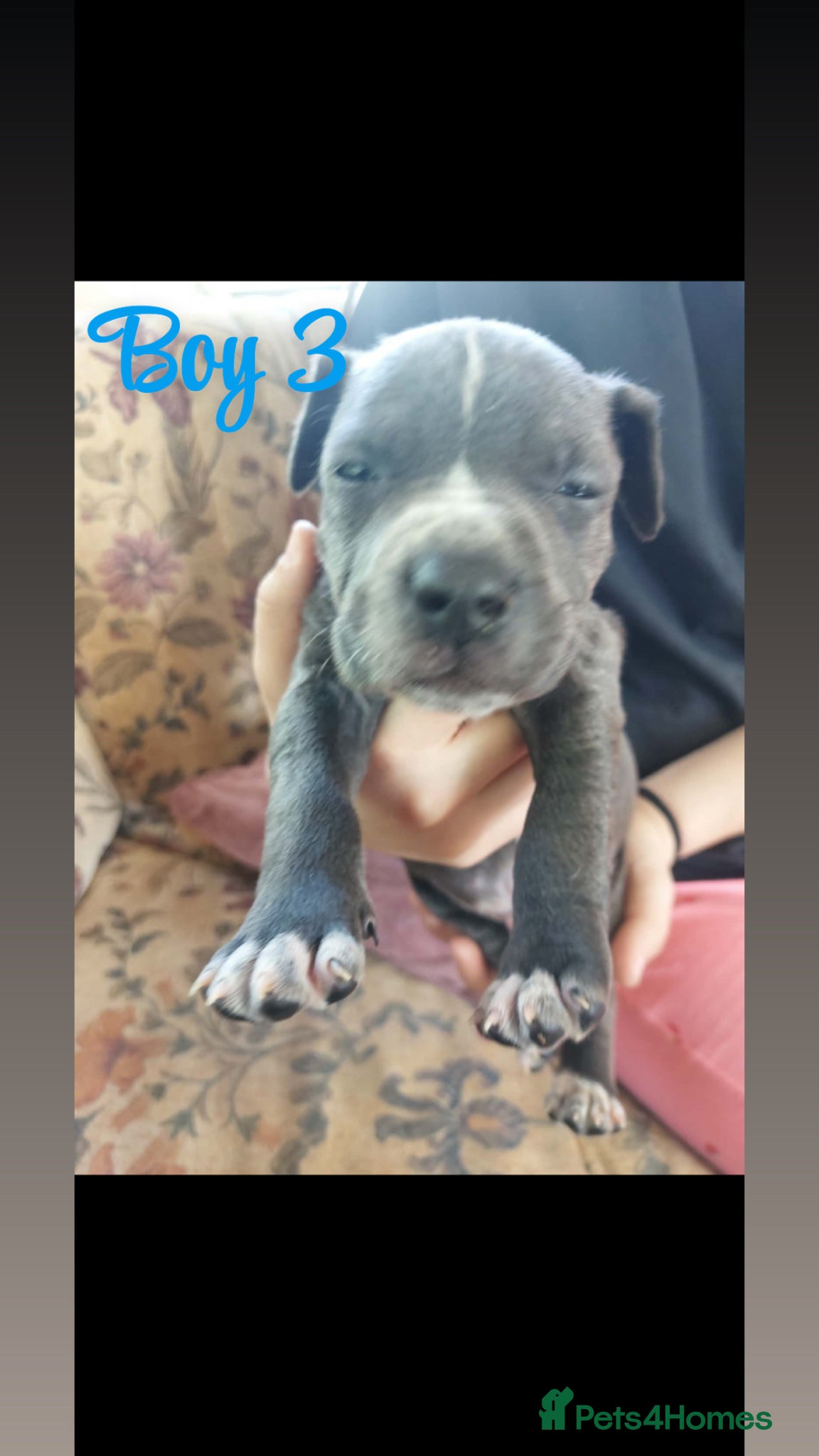 Staffordshire Bull Terrier dogs Pure Staffy Puppies For Sale! - Advert 2