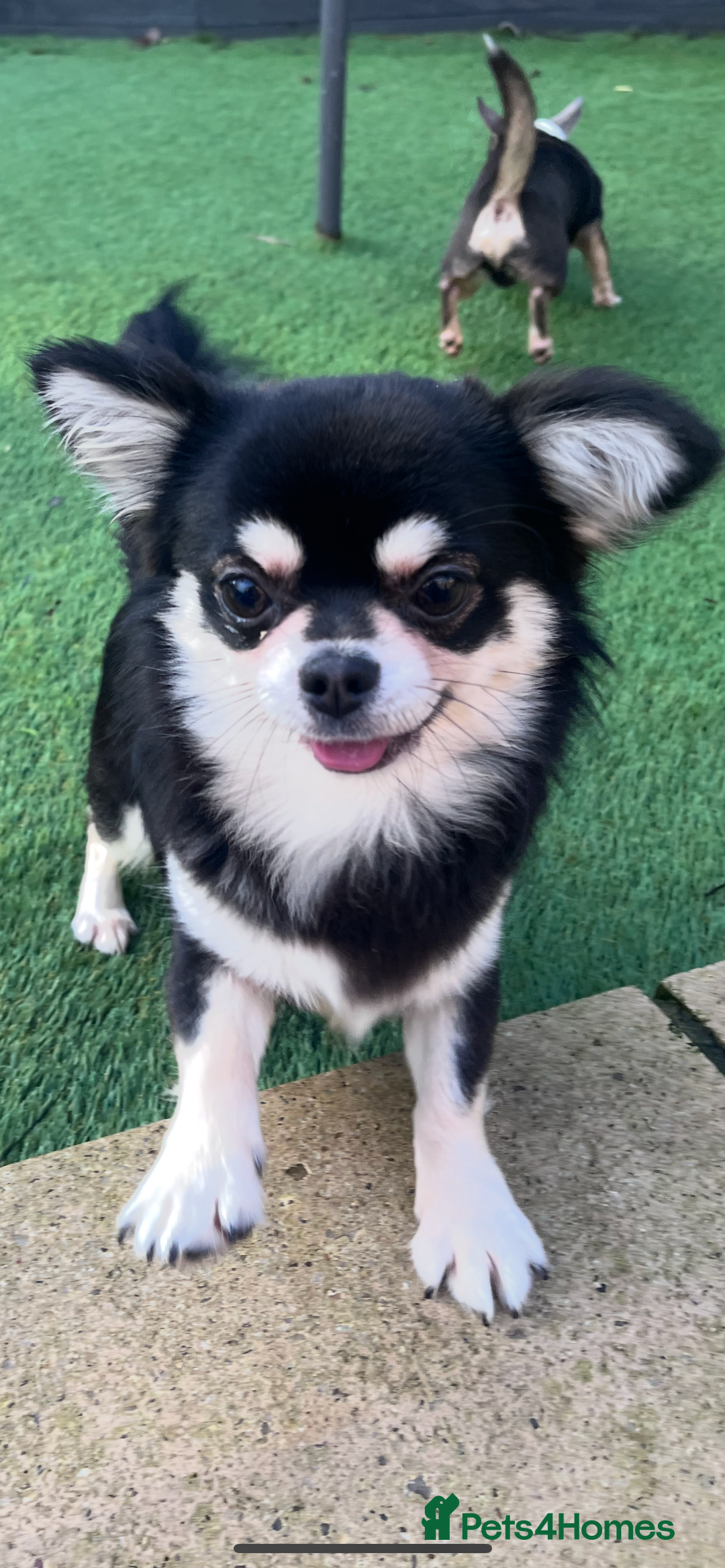 Chihuahua dogs for stud: Handsome long coat fluffy boy for stud  - Advert 5