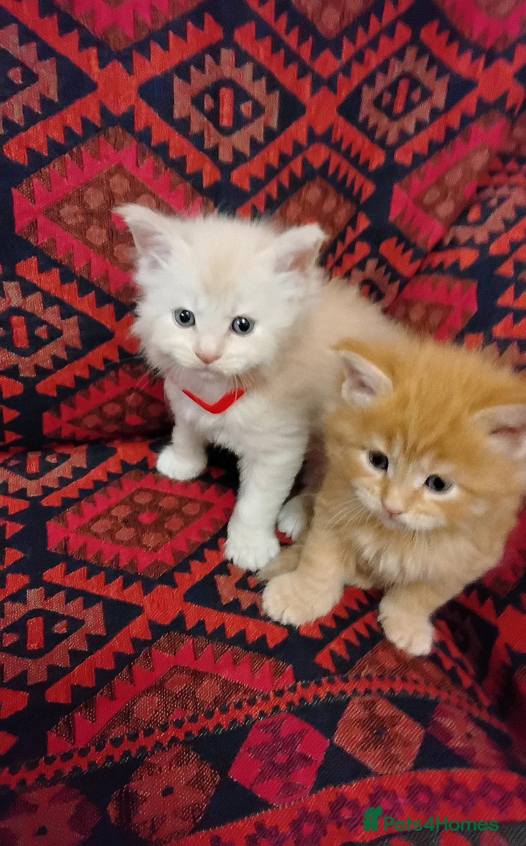 Maine Coon cats for sale: Exceptional Maine Coon kittens available - Advert 8