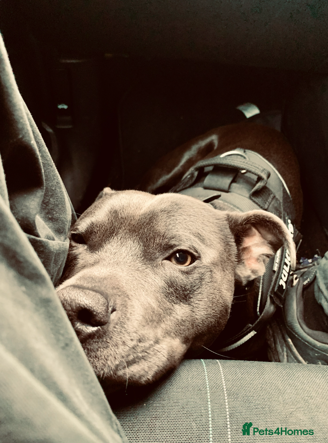 Staffordshire Bull Terrier dogs for sale: Obi is looking for a new loving home - Advert 12