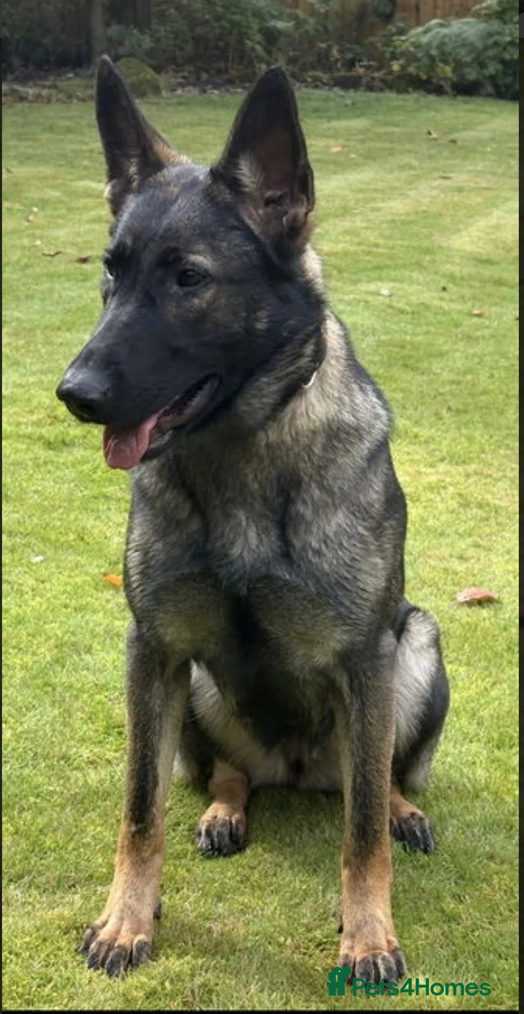 German Shepherd dogs for sale: Elite working line puppies  - Advert 4