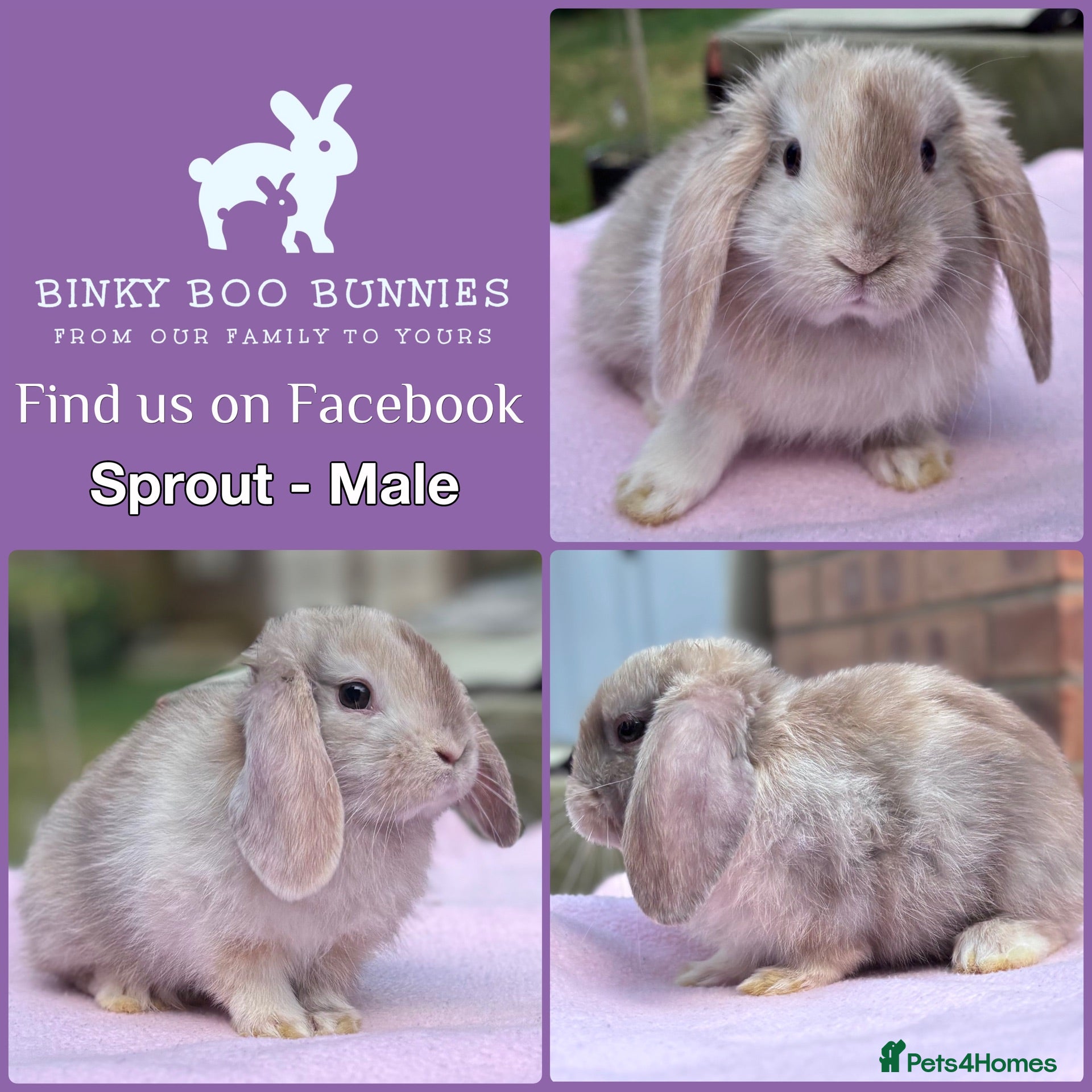 Mini Lop rabbits Mini Lop Babies - Reserve now - collect from 28/06 - Advert 2