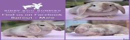 Mini Lop rabbits for sale: Mini Lop Babies - Reserve now - collect from 28/06 - Advert 4
