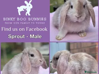 Mini Lop rabbits Mini Lop Babies - Reserve now - collect from 28/06 - Advert 2