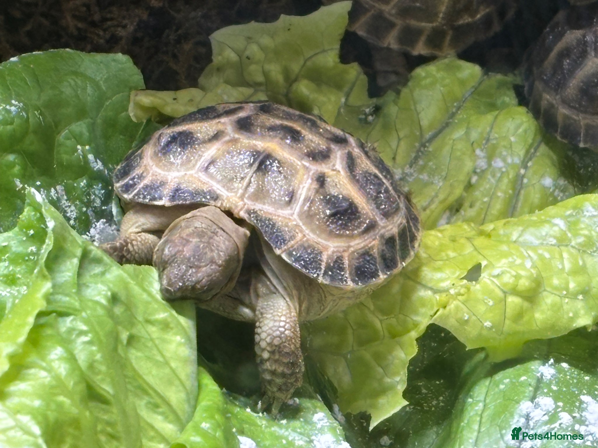 Tortoise reptiles Baby Horsefield Tortoises for sale - Advert 1