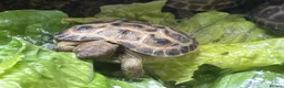Tortoise reptiles for sale: Baby Horsefield Tortoises for sale - Advert 1
