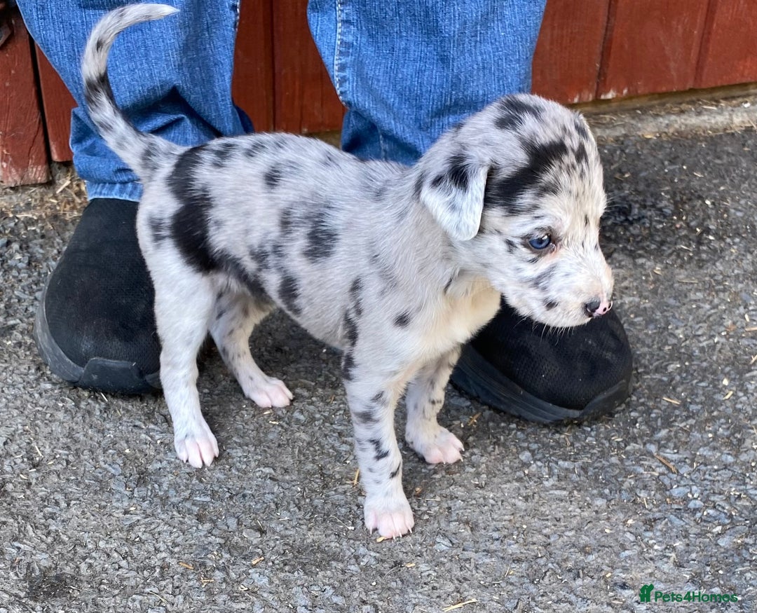 Mixed Breed dogs for sale: Deerhound greyhound collie puppies  - Image 29