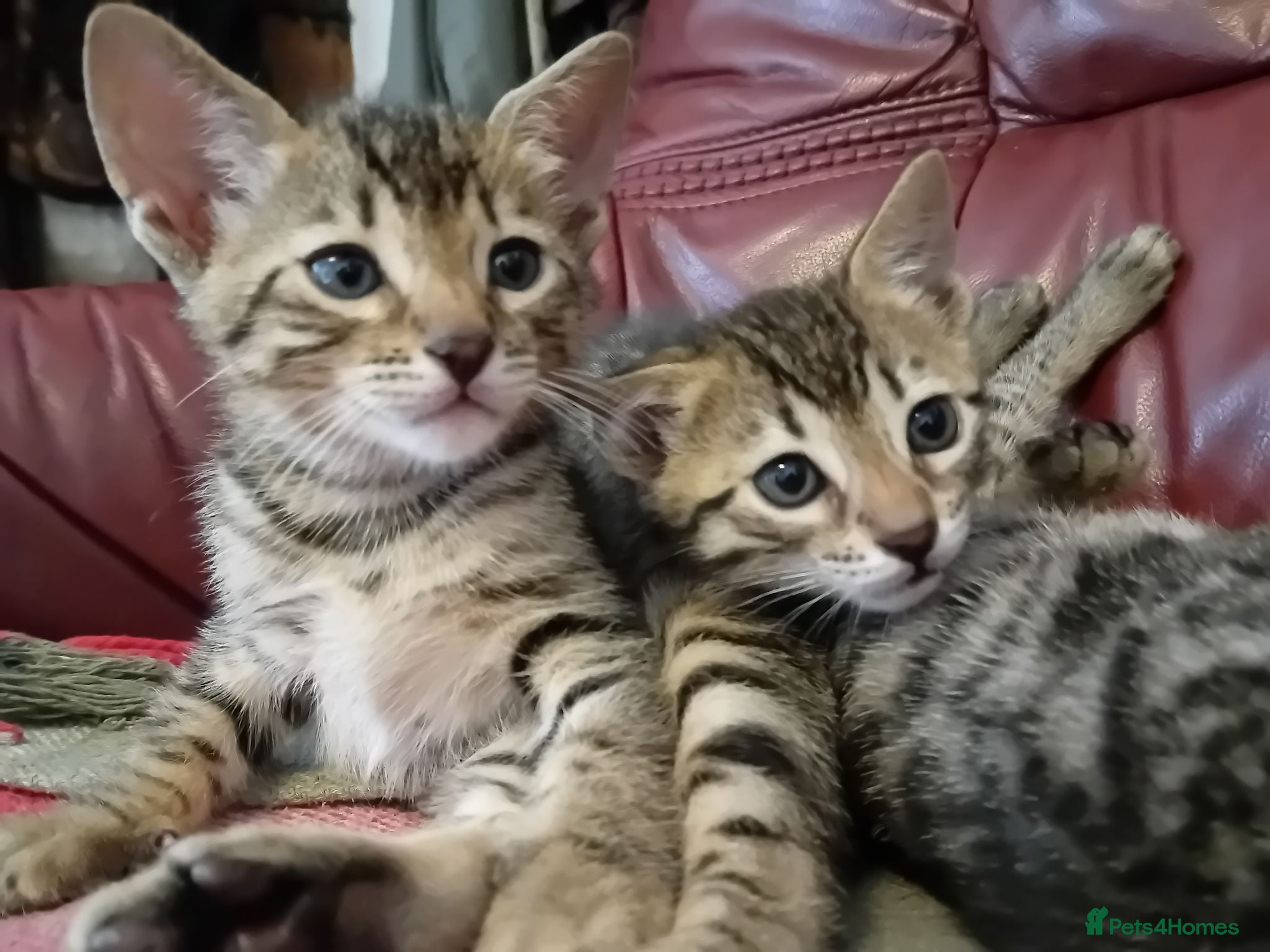 Bengal cats Bengal × Blue British Shorthair Kittens Ready Now - Advert 6