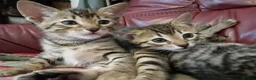 Bengal cats for sale: 4x Girls & 4x Boys – Stunning Bengal cross Kittens - Advert 11