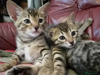 Bengal cats Bengal × Blue British Shorthair Kittens Ready Now - Advert 6