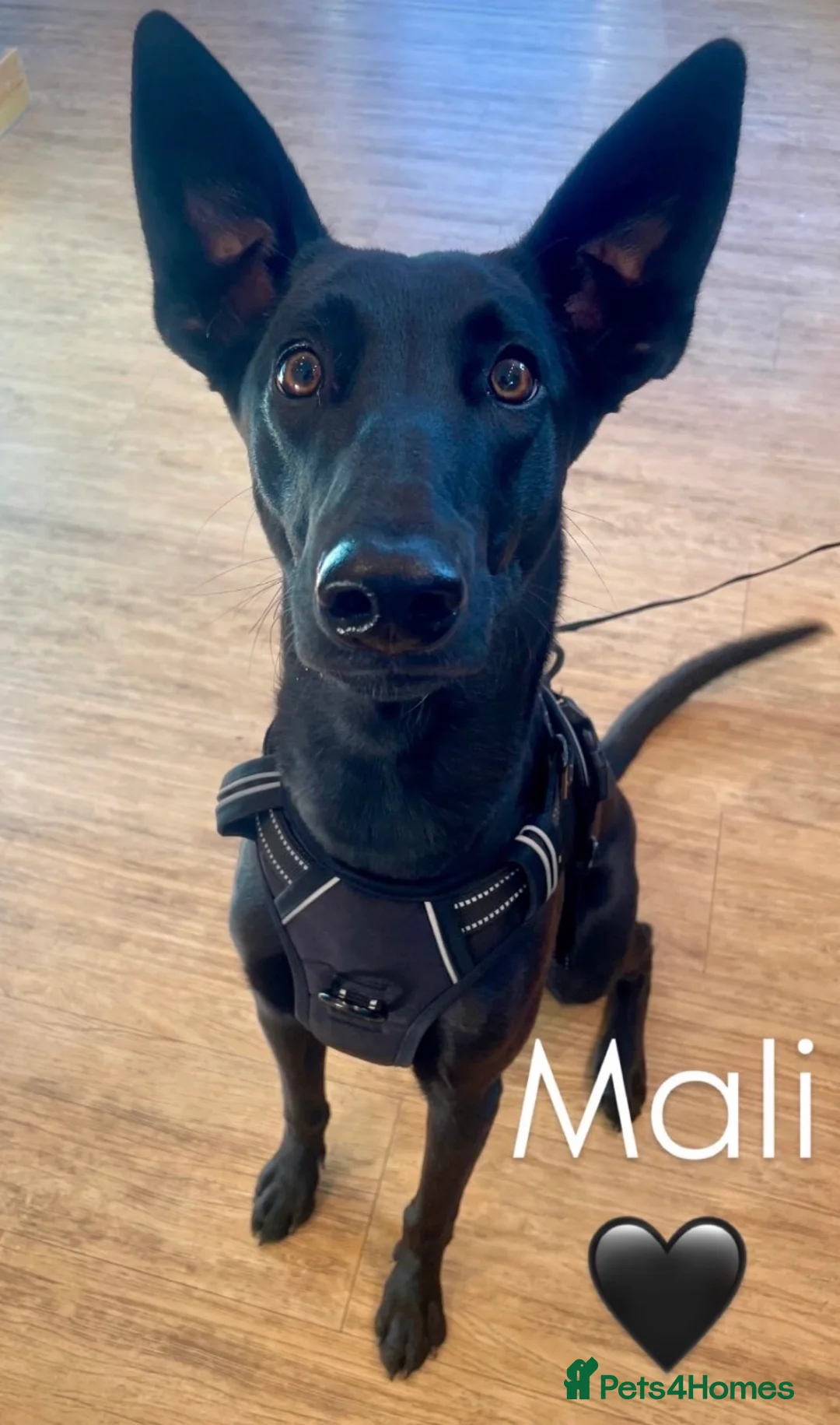 Mixed Breed dogs for sale: Malinois x greyhound mix  in Wokingham - Advert 1