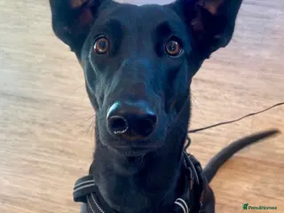 Mixed Breed dogs Malinois x greyhound mix - Advert 1