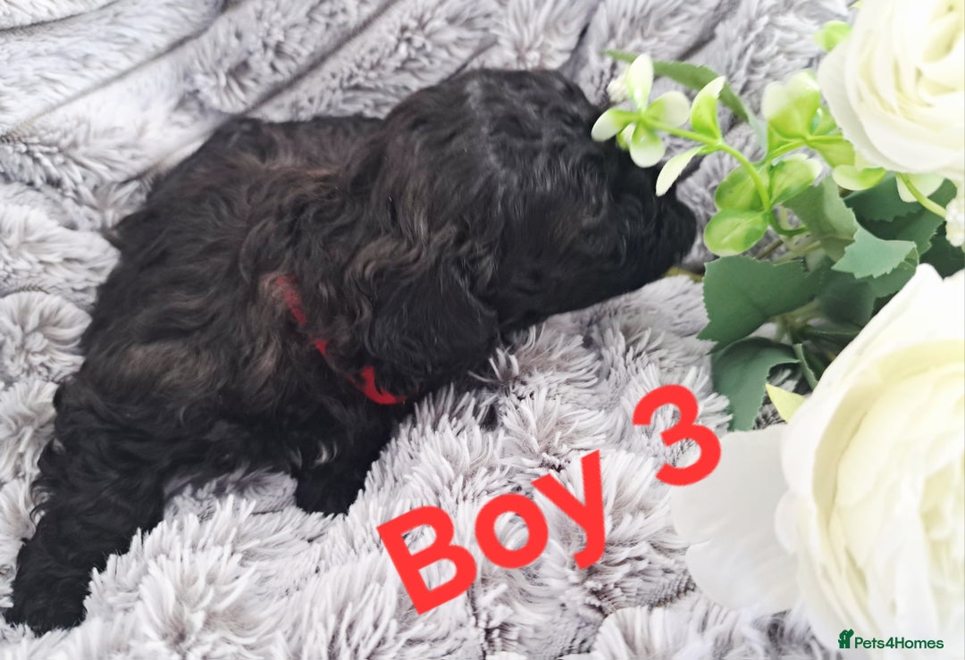 Shihpoo dogs for sale: Shihpoo Shih Tzu x Poodle (Shoodle) Puppies - Image 11