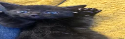 Domestic Shorthair cats for sale: 4 Beautiful Domestic Shorthair Kittens  - Advert 23