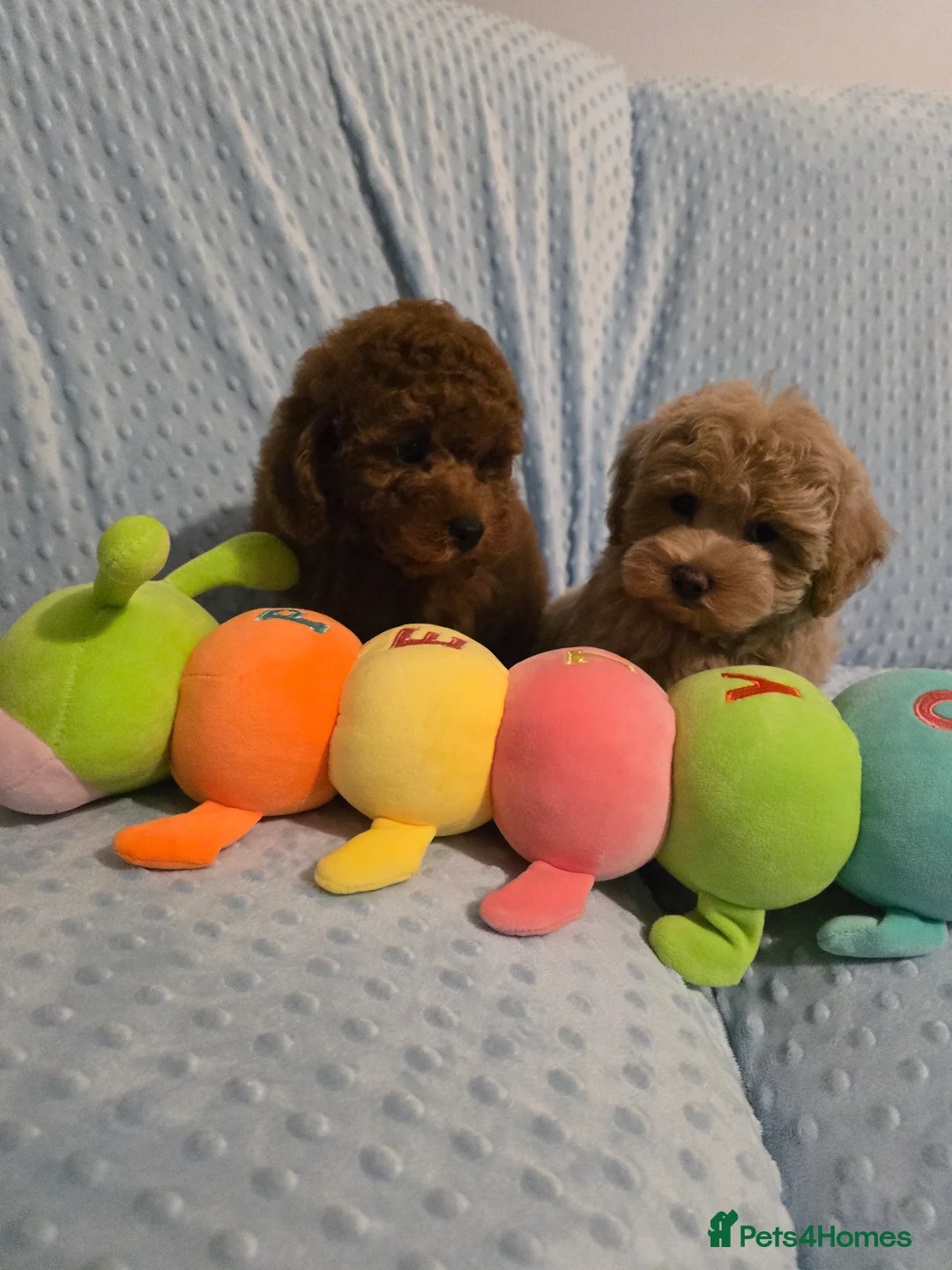 Maltipoo dogs for sale: Maltipoo  - Advert 1