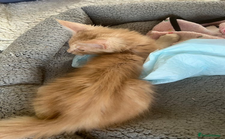 Maine Coon cats - Advert 9