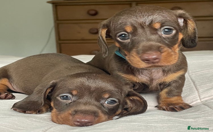 Miniature Dachshund dogs - Advert 2