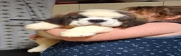 Saint Bernard dogs for sale: Show Quality Saint Bernard's  - Advert 17