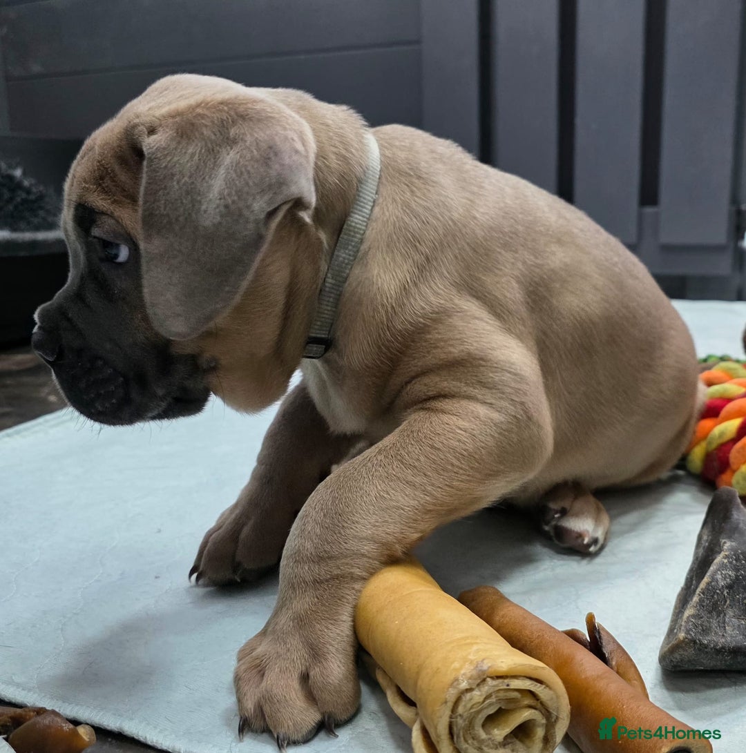Cane Corso dogs for sale: Excellent Formentino Corso male puppies for sale.  - Image 12