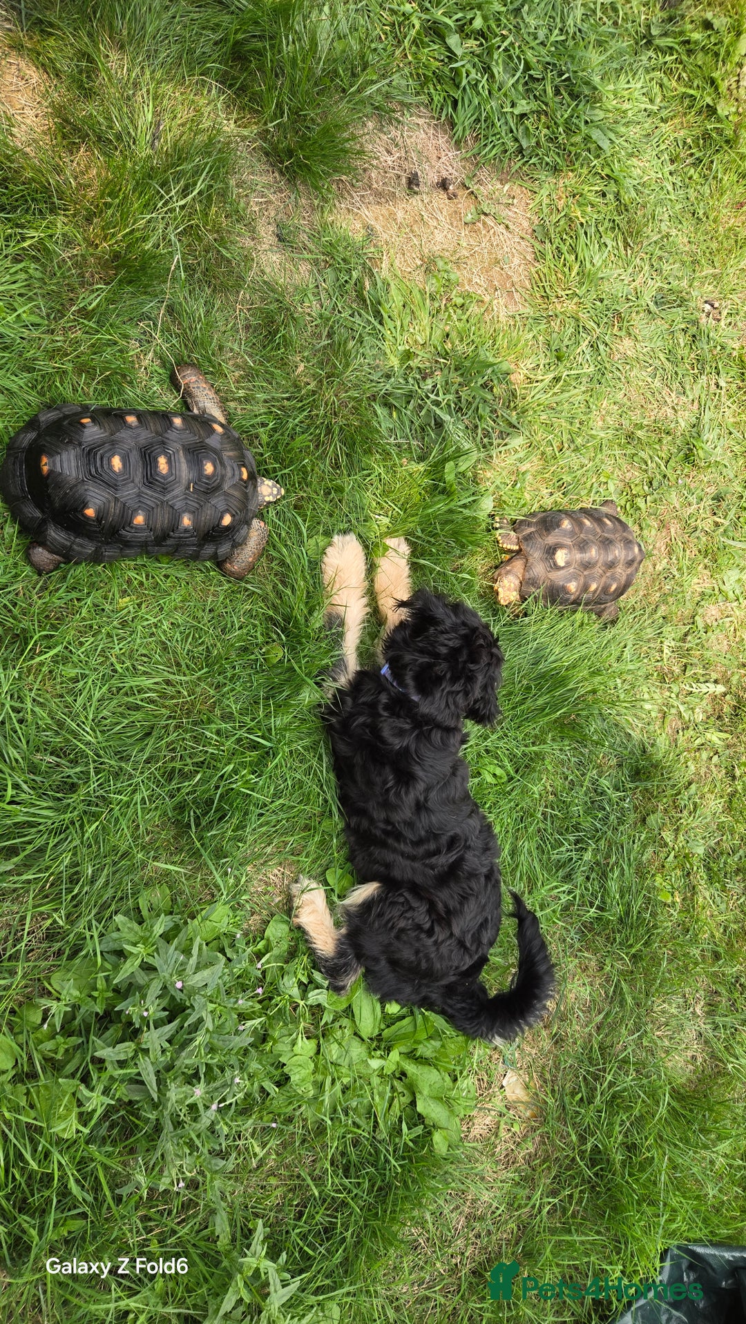Tortoise reptiles for sale: Leopard, red and yellow foot tortoise  - Image 4