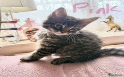 Maine Coon cats for sale: Maine Coon Kittens **READY TO LEAVE** - Image 26